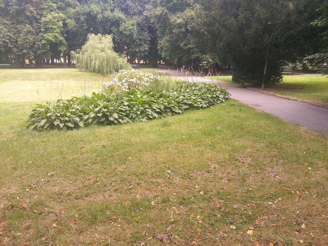 Park przy Dąbrowskiego w Rzeszowie