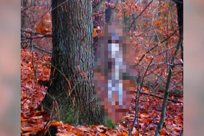 W lesie pod Goleniowem znaleziono powieszonego psa
