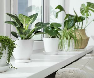  Postaw zimą na parapecie. W czasie największych mrozów uratuje marniejące kwiaty doniczkowe i sprawi, że domownikom w jedną noc zrobi się lepiej