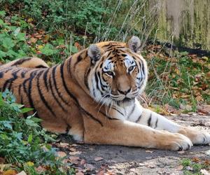 Rodzina tygrysów amurskich (syberyjskich) w Śląskim ZOO