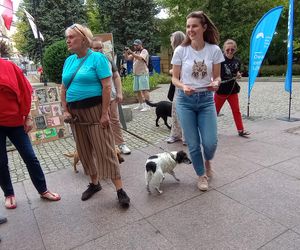 Sztuka dla zwierząt10