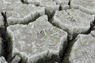 Wyschnięte jezioro w Skrzatuszu pod Piłą