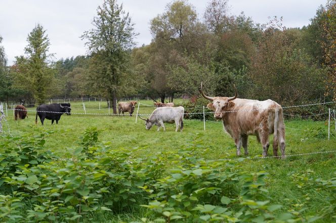  Najpiękniejsza wieś Dolnego Śląska. To miejsce przyciąga artystów 
