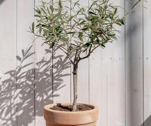 Sadzonki drzewek oliwnych lub niweielkie drzewka mozna kupić w marketach ogrodniczych