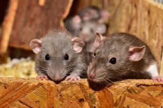 Plaga szczurów w Rzeszowie. Zamieszkały na zamku!