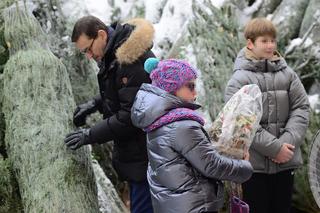 Morawiecki z wielką choinką. Premier przygotowuje się do świąt