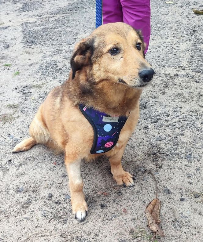 Aleksandrów Łódzki. Piesek Pimpuś potrzebuje pilnej pomocy. Zwróciła go rodzina adopcyjna
