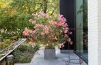 Oleander 