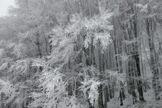 Zima zapanowała w Bieszczadach