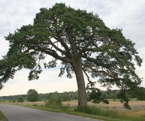 Mielnik to najbogatsza gmina w Podlaskiem 2024 roku