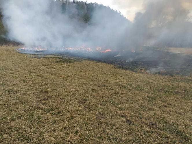 Maszkowice. MAKABRYCZNE skutki wypalania traw. Zwierzak zginął w strasznych męczarniach