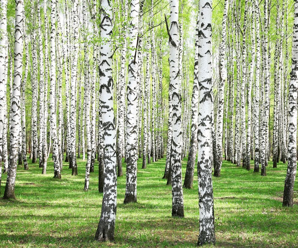 Brzoza (Betula L.) reguluje przemianę materii, oczyszcza wątrobę i nerki, działa przeciwzapalnie i przeciwbakteryjne.