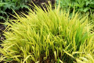 Hakonechloa macra 'Aureola'