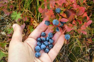 Przed chłodnymi nocami biorę garść i gęsto sypię pod krzewy borówek. Przetrwają nawet największe mrozy. Jesienna pielęgnacja borówki amerykańskiej 