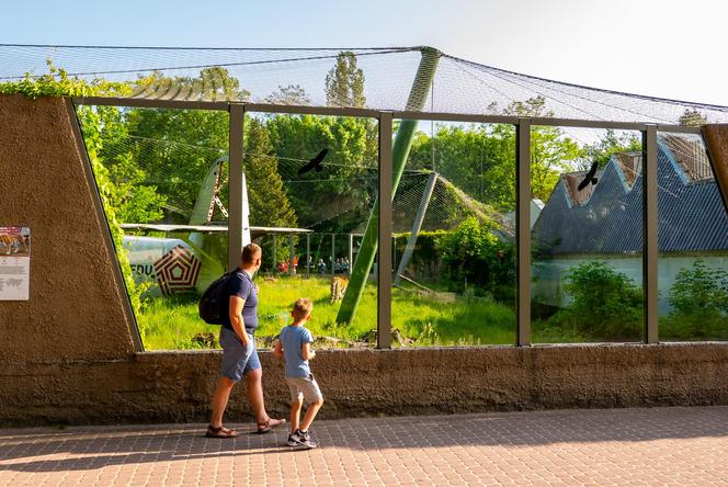 Orientarium ZOO Łódź. Kiedy są kąpiele słoni? Ile kosztują bilety w 2023?