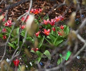 Najpiękniejszy ogród botaniczny w Polsce znów otwarty dla gości. Przygotuj się na widoki jak z bajki 