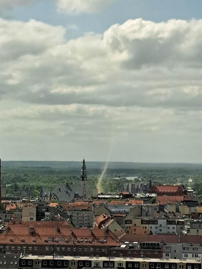 Diabełek pyłowy w Szczecinie