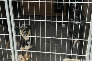 Nowe schronisko w Ostrowie