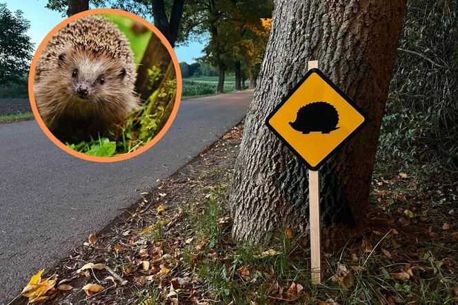 Nietypowe znaki drogowe w Piekarach Śląskich. Ostrzegają o... jeżach. Tak miasto dba o bezpieczeństwo małych ssaków