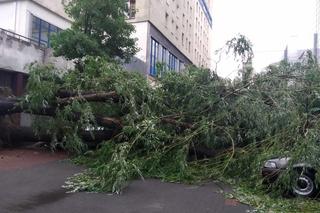Burza w Łodzi wyrywa drzewa z korzeniami