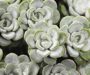 Rozchodnik łopatkowaty (Sedum spathulifolium “Cape Blanco'”)