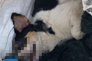 Za zabicie psa idzie za kratki