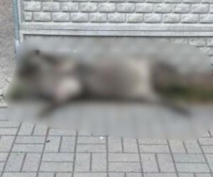 Makabryczne odkrycie w Konstantynowie Łódzkim. Ktoś bestialsko zabił dzika