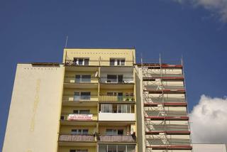 Kot predator polował na dachu wieżowca