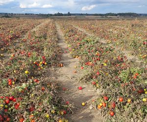 Samozbiory pomidorów na plantacji w Niewirkowie cieszą się powodzeniem
