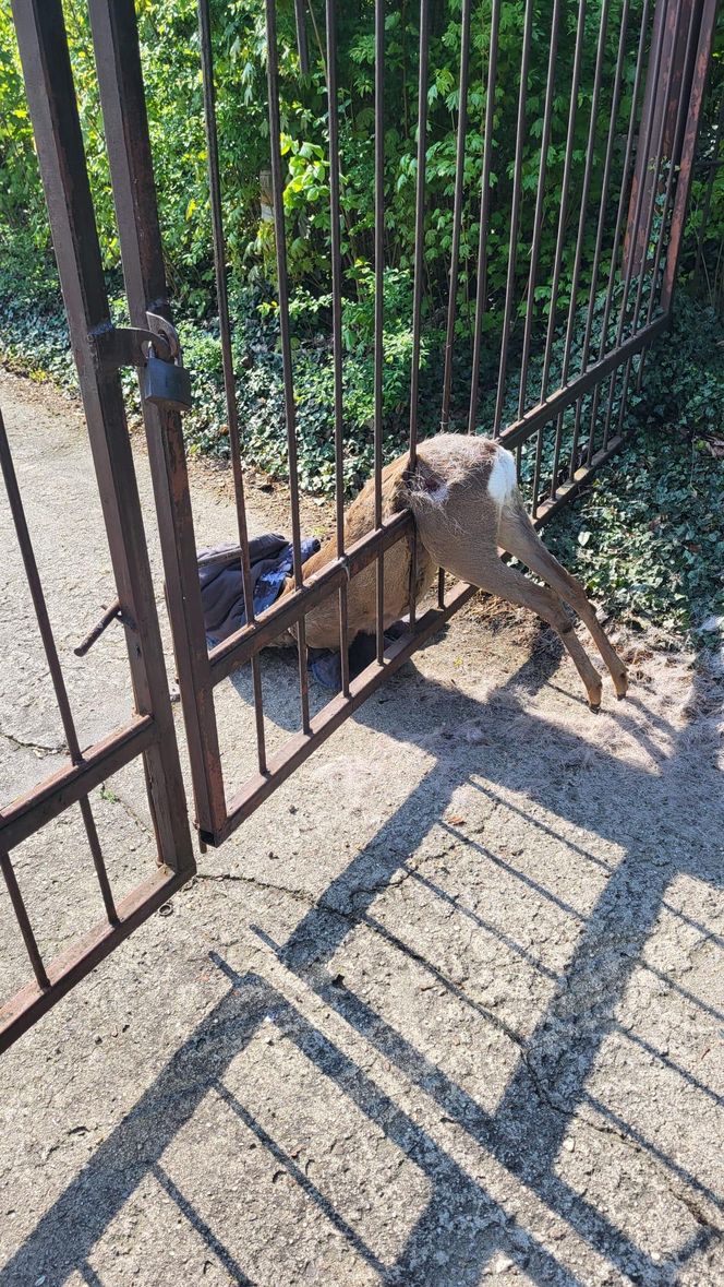 Strażnicy miejscy z Gostynia uratowali młodego rogacza