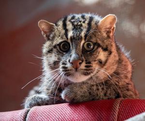 W Orientarium ZOO Łódź zamieszkały taraje