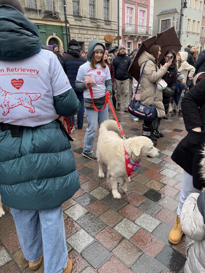 Golden Retriever WOŚP w Poznaniu