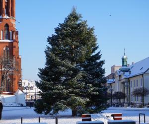 Choinka stanęła w centrum Białegostoku. 12-metrowa atrakcja gotowa na Boże Narodzenie