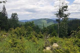 Z Dolnego Śląska w Beskid Żywiecki. Na tych szlakach odpoczniesz od zgiełku [ZDJĘCIA]