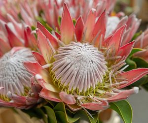 Protea