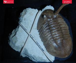 Skamieniałości sprzed milionów lat przejęto na granicy w woj. lubelskim!