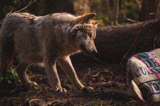 ZOO Wrocław - Wilk Miłek