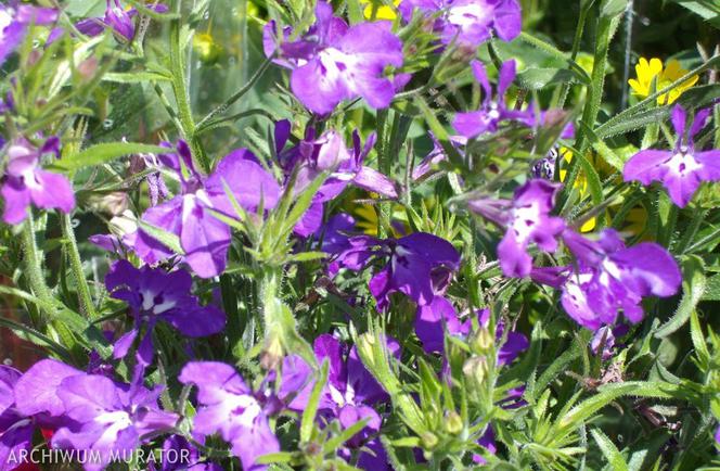 Lobelia przylądkowa