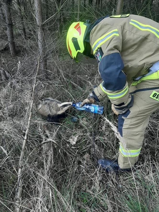 Borsuk wpadł do studzienki, uratowali go strażacy