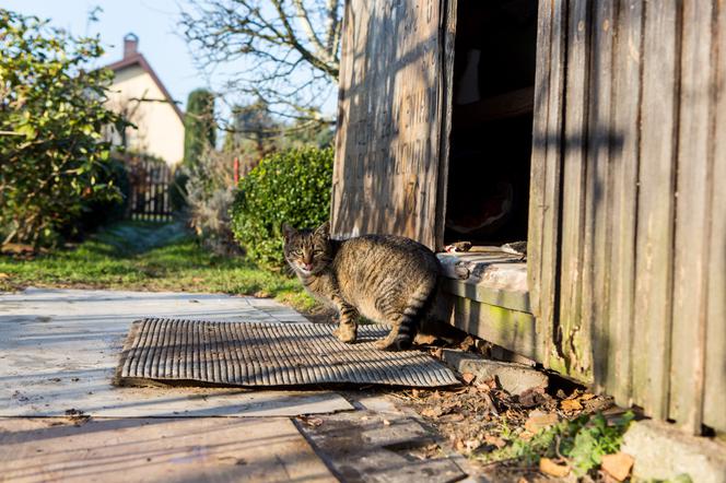 1000 zł za głowę kociego mordercy