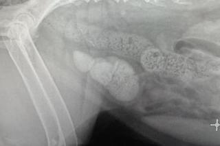 Weterynarze usuwali kamienie z żołądka Gai