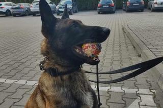 Szewron dołączył do grona policjantów. To zawodowiec do zadań specjalnych na czterech łapach
