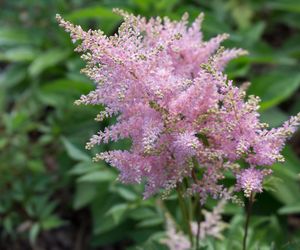 Tawułka japońska - Astilbe japonica