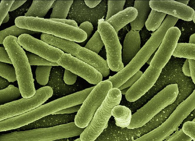  Prawie 2 tys. ludzi musi UWAŻAĆ, co pije! Bakterie coli pod Ciechanowem!