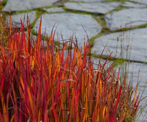 Imperata cylindryczna 'Red Baron'