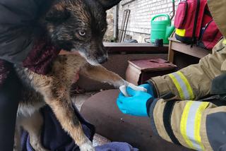 Pies wpadł do 8-metrowej studni! Uratowali go starachowiccy strażacy [ZDJĘCIA]
