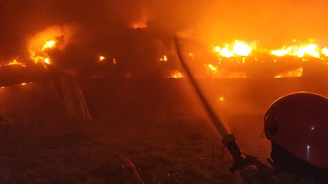 Krzywiec. Pożar kompleksu kurników. Padło 20 tys. sztuk perliczek