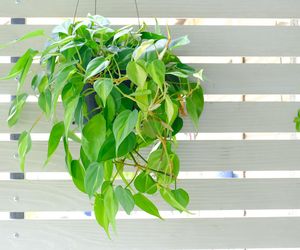 Filodendron pnący