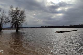 Znika plaża nad jeziorem w Nowym Dębcu. Zalewa ją woda [ZDJĘCIA]