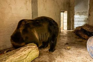 Mieszkaniec Częstochowy trzymał niedźwiedzia w niewoli. Trafił do zoo w Poznaniu